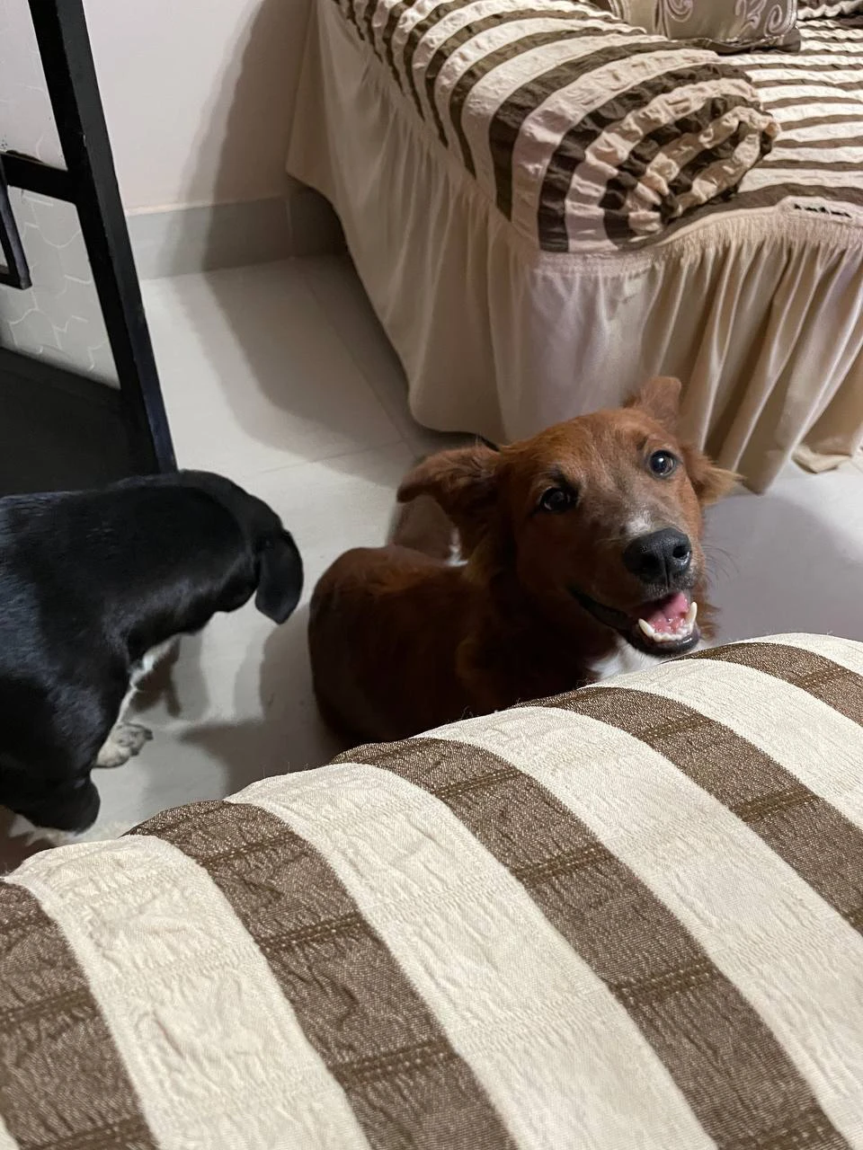Mascota feliz 2
