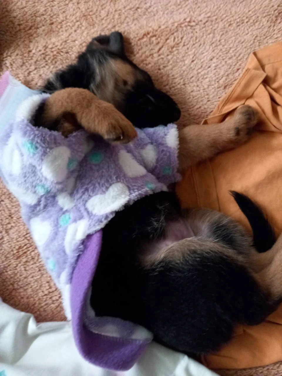 Mascota feliz 4