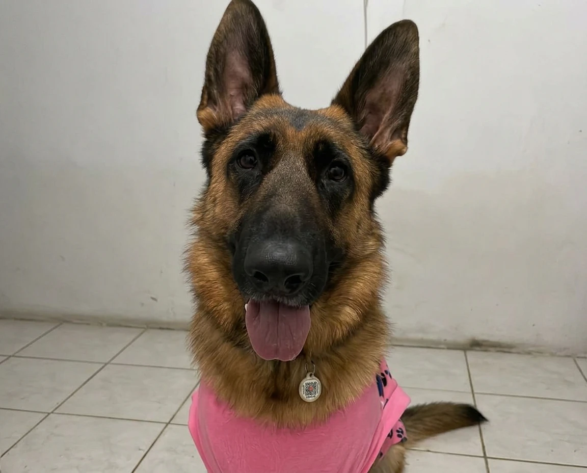 Mascota feliz 1